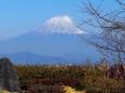 仲春の日本平から望む富士山