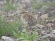 三国境のチビ雷鳥