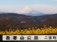 仲春の吾妻山公園から望む富士山
