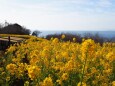 仲春の吾妻山公園