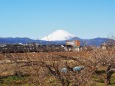 仲春の曾我梅林のから望む富士山