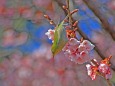 寒桜にメジロ