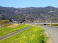 菜の花が咲く土手道