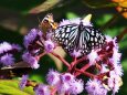 多摩動物公園の花と蝶