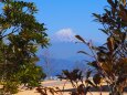 仲春の日本平から望む富士山