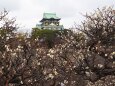 大阪城公園の梅