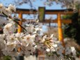 春の平野神社