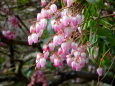 可愛い春 馬酔木の花