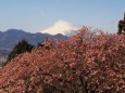 仲春の西平畑公園から望む富士山