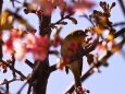 西平畑公園の河津桜とメジロ