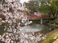 春の岡崎公園