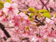 三浦海岸の河津桜