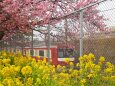 三浦海岸の河津桜と京急電車