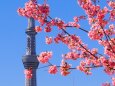 旧荒川の河津桜とスカイツリー