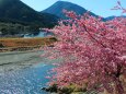 河津桜と清流銚子川