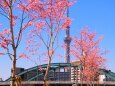 旧中川の河津桜とスカイツリー