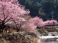 滝への途中に咲く河津桜