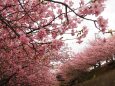 三浦海岸の河津桜