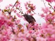 西平畑公園の河津桜とヒヨドリ