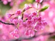 琉球寒緋桜