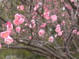 梅の花ピンク