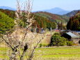 梅の花が咲いている山間集落