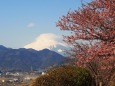 仲春の西平畑公園から望む富士山