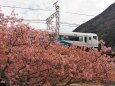 河津町の河津桜と踊り子号