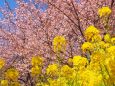 西平畑公園の河津桜と菜の花