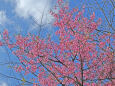 早咲きの桜～2023