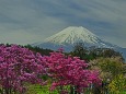 春の富士山