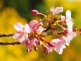 西平畑公園の河津桜