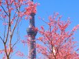 旧中川の河津桜とスカイツリー