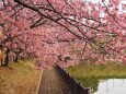 三浦海岸の河津桜