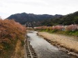 河津町の河津桜