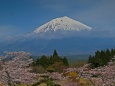 桜に浮かぶ