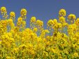 浜離宮恩賜庭園の菜の花