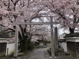 桜の寺