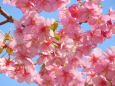 早咲きの桜 2