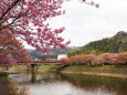 河津町の河津桜