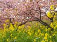 河津町の河津桜と菜の花