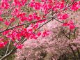 三ッ池公園の寒緋桜とオカメ桜