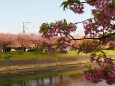 河津町の河津桜