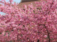 早咲きの桜 3