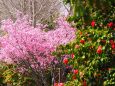 三ッ池公園のオカメ桜と椿