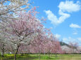 待ち遠しい桜の季節 2
