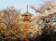 春の池上本門寺