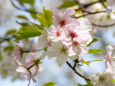 桜(ソトオリヒメ)