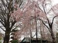 上野東照宮のしだれ桜