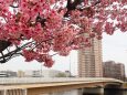 汐入公園の陽光桜